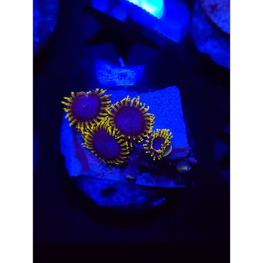 Blue’s Clues Zoanthid Frag WYSIWYG!