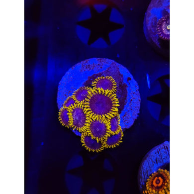Blues Clues Zoanthid Frag WYSIWYG!