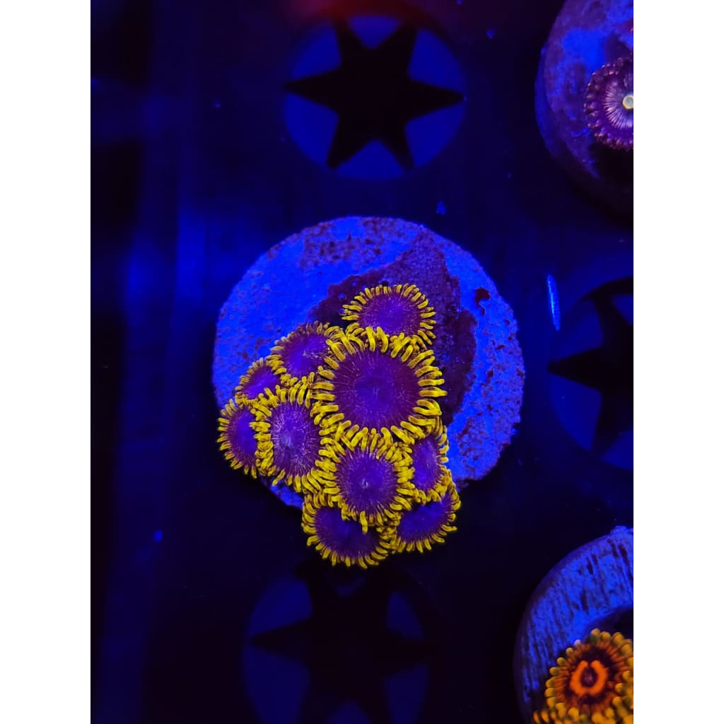 Blues Clues Zoanthid Frag WYSIWYG!
