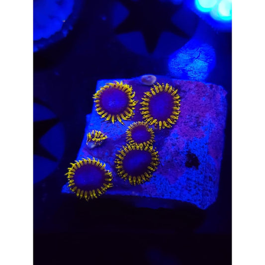 Blue’s Clues Zoanthid Frag WYSIWYG!