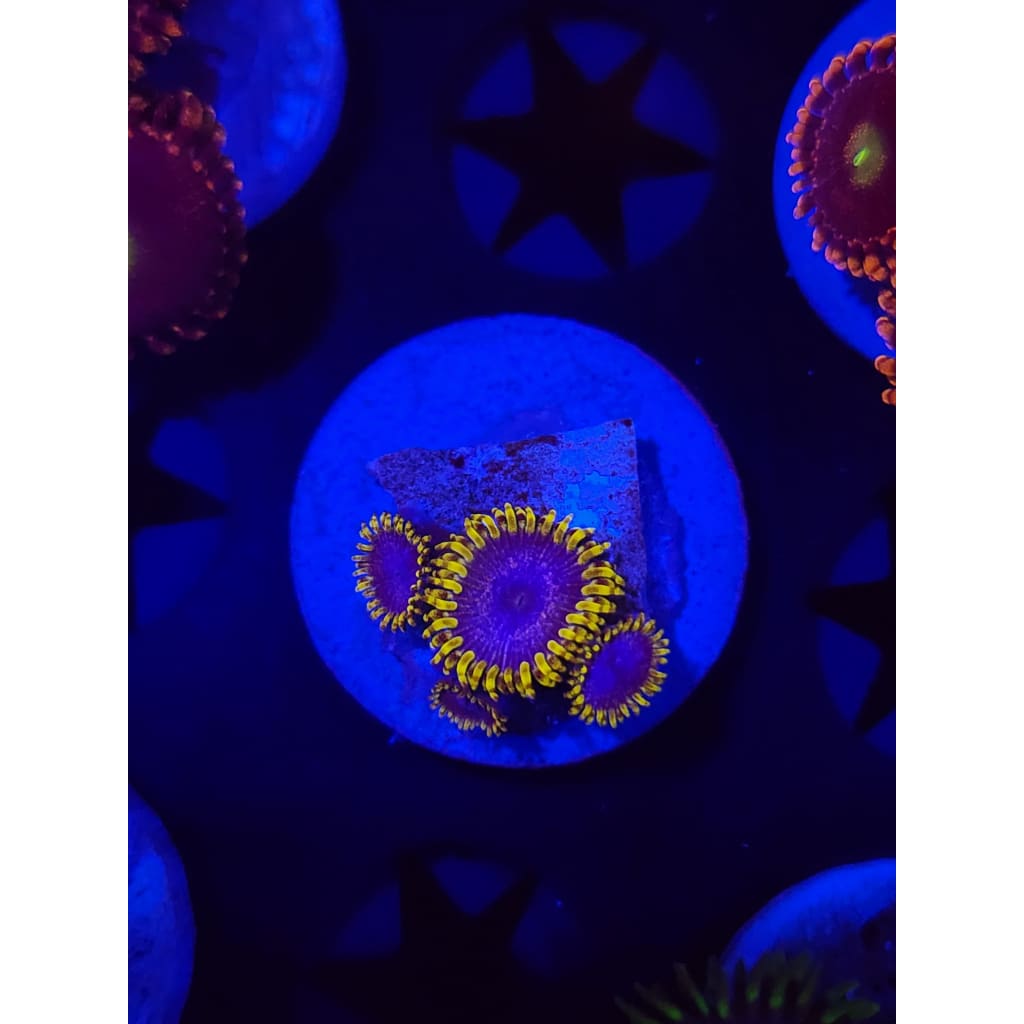Blue’s Clues Zoanthid Frag WYSIWYG!