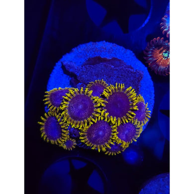 Blues Clues Zoanthid Frag WYSIWYG!