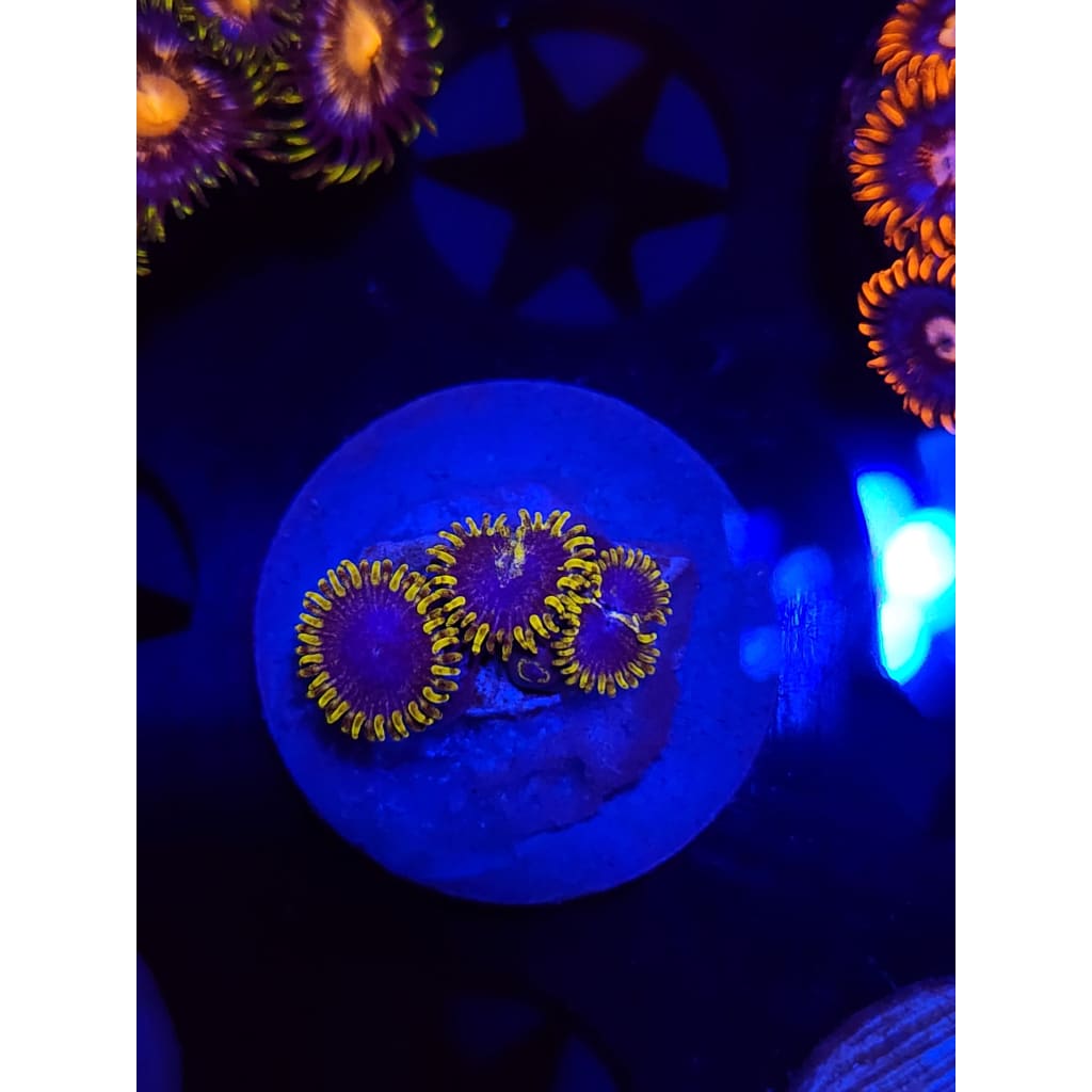 Blue’s Clues Zoanthid Frag WYSIYWG!