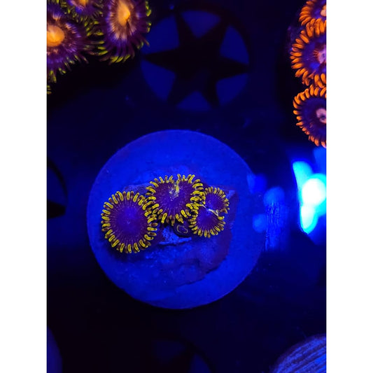Blue’s Clues Zoanthid Frag WYSIYWG!