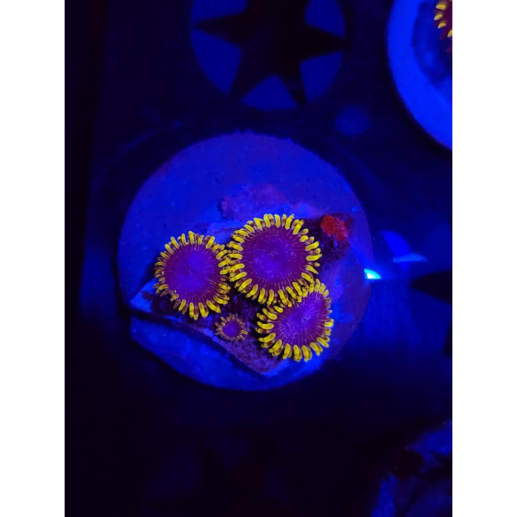Blue’s Clues Zoanthid Frag WYSIYWG!