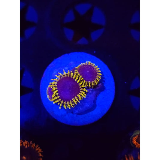 Blue’s Clues Zoanthid Frag WYSIYWG!