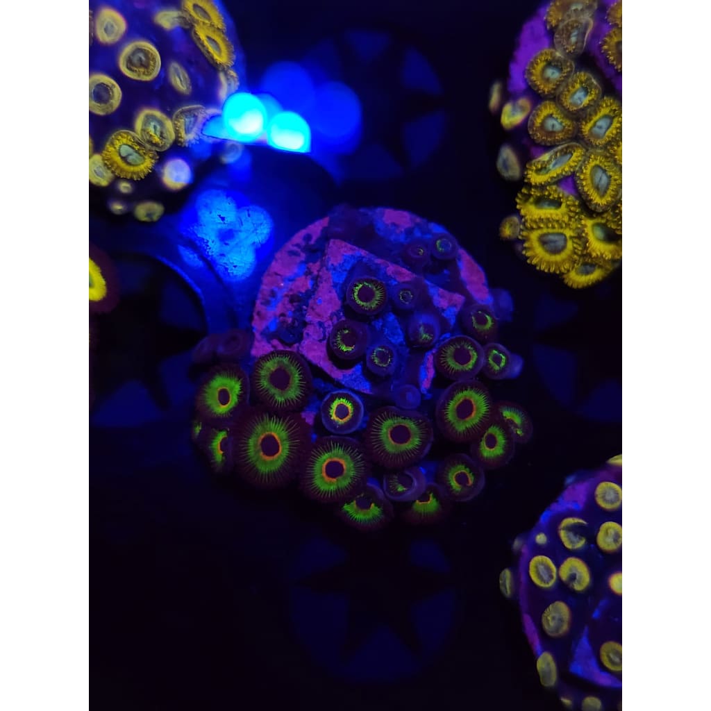 Bob Marley Zoanthid Frag WYSIWYG!