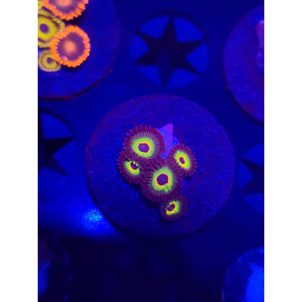 Bob Marley Zoanthid Frag WYSIWYG!