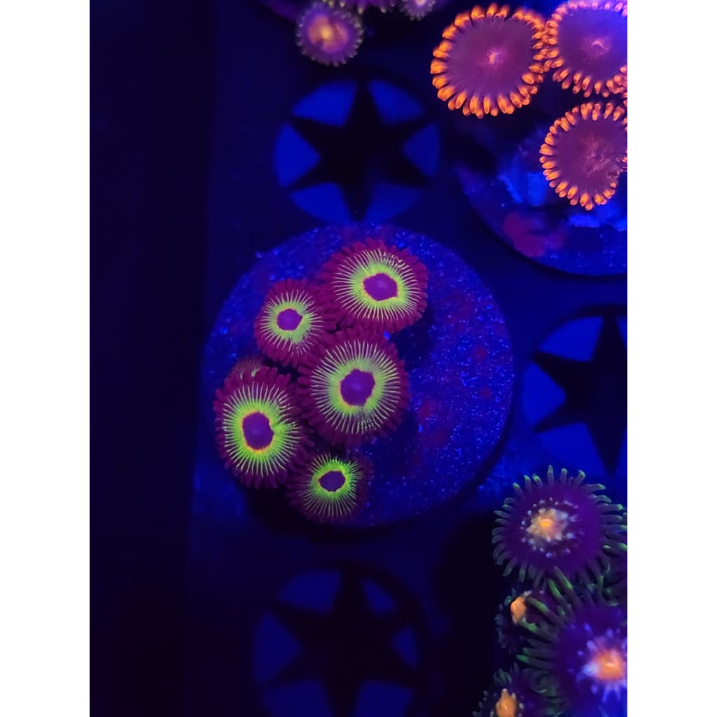 Bob Marley Zoanthid Frag WYSIWYG!