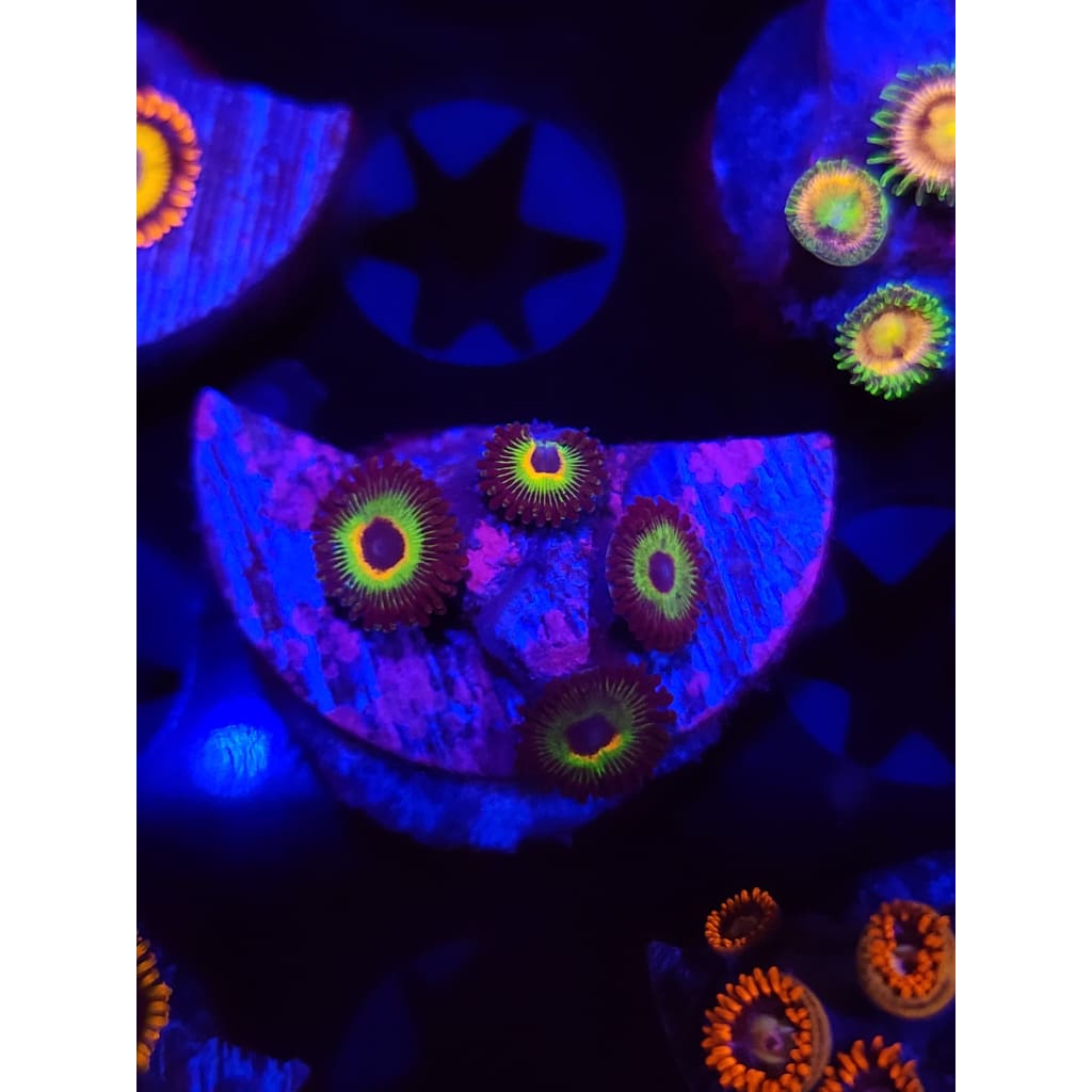 Bob Marley Zoanthid Frag WYSIWYG!