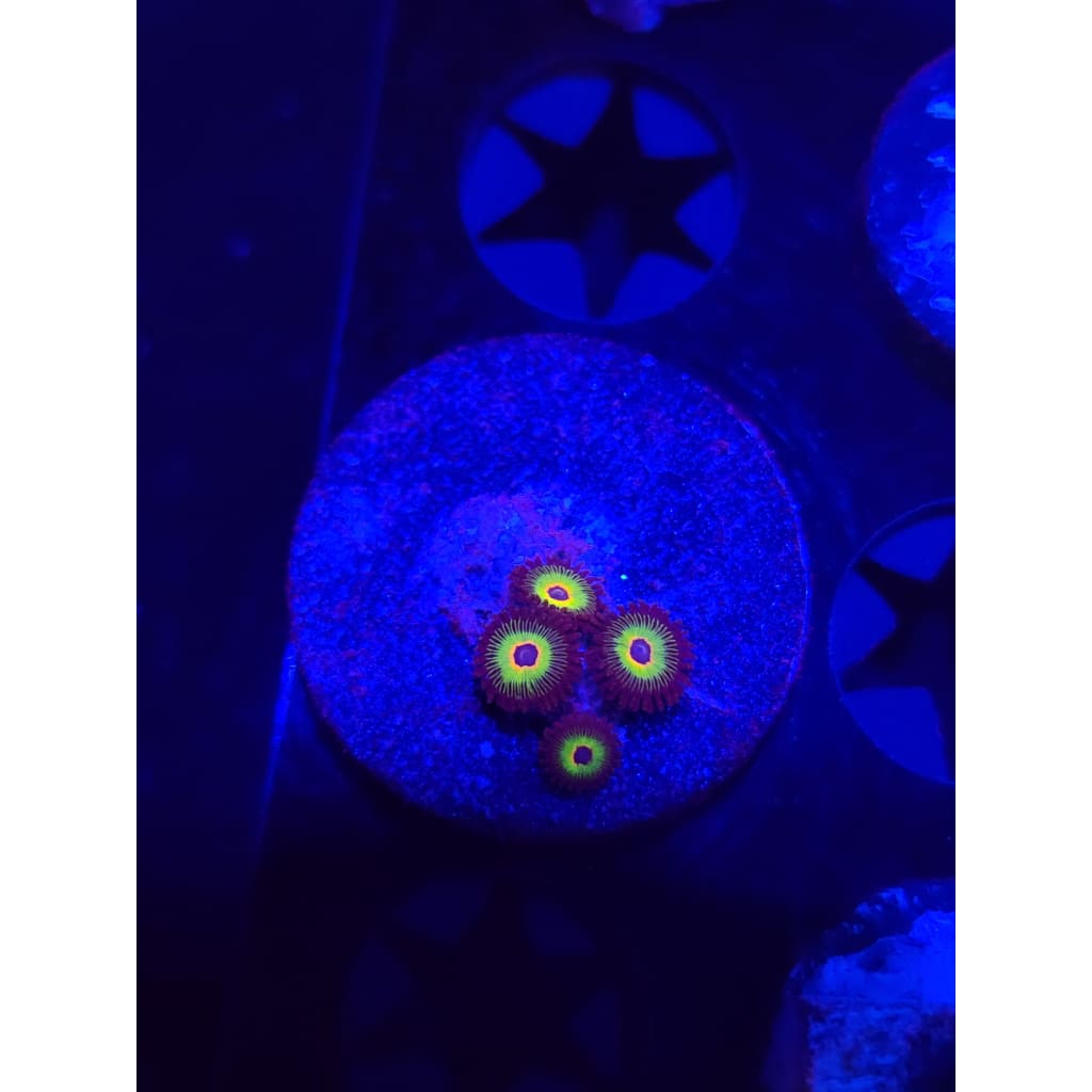 Bob Marley Zoanthid Frag WYSIWYG!