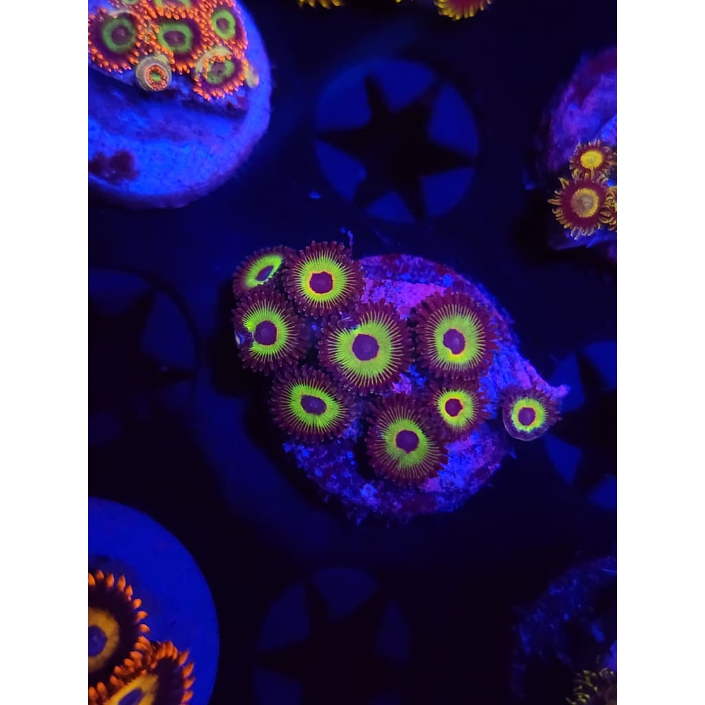 Bob Marley Zoanthid Frag WYSIWYG!