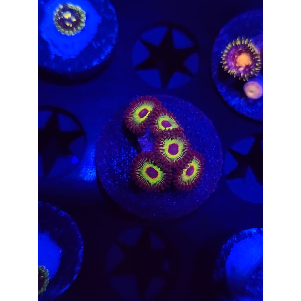 Bob Marley Zoanthid Frag WYSIWYG!