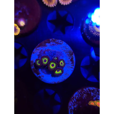 Bob Marley Zoanthid Frag WYSIWYG!
