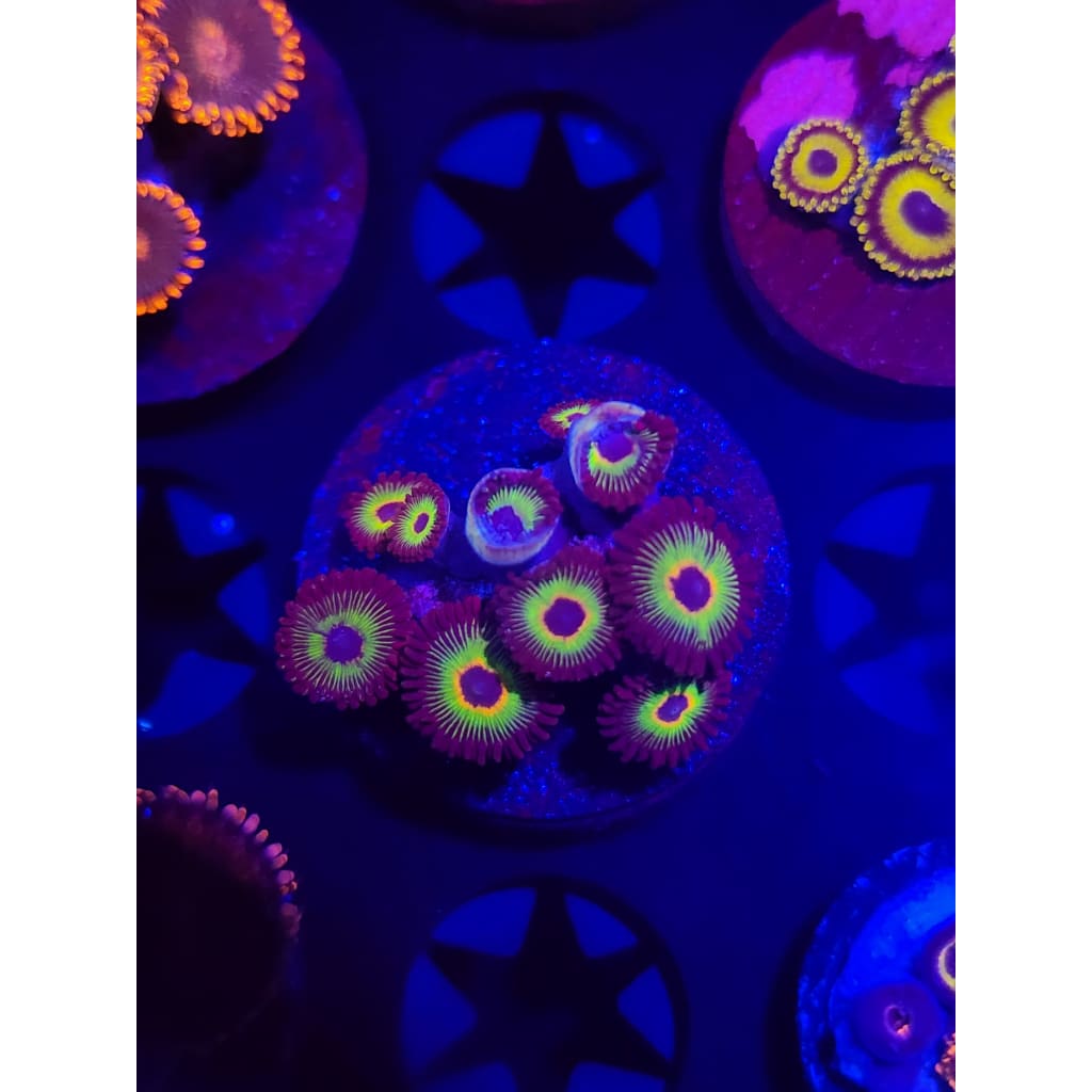 Bob Marley Zoanthid Frag WYSIWYG!