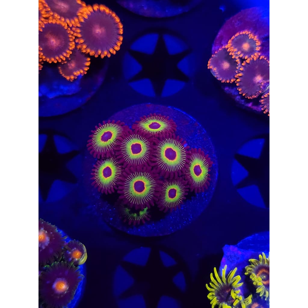 Bob Marley Zoanthid Frag WYSIWYG!