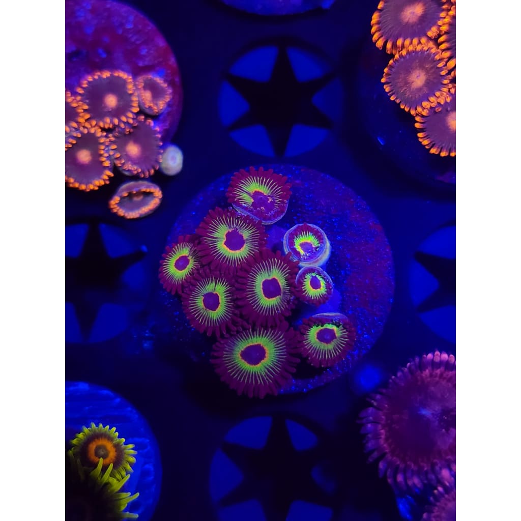 Bob Marley Zoanthid Frag WYSIWYG!