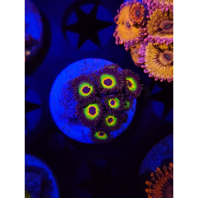Bob Marley Zoanthid Frag WYSIWYG!