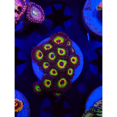 Bob Marley Zoanthid Frag WYSIWYG!