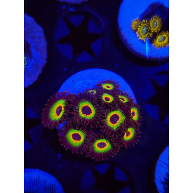 Bob Marley Zoanthid Frag WYSIWYG!