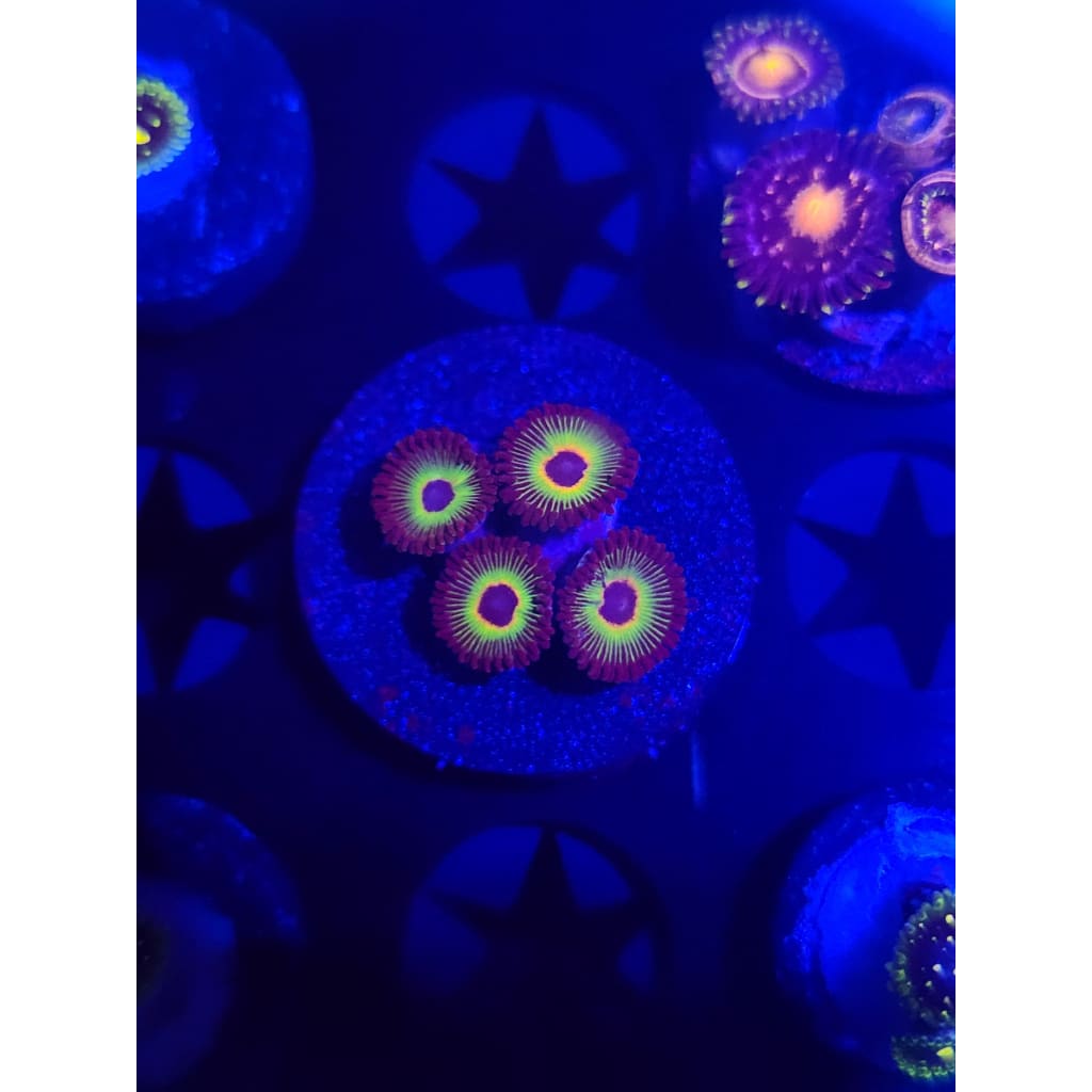 Bob Marley Zoanthid Frag WYSIWYG!