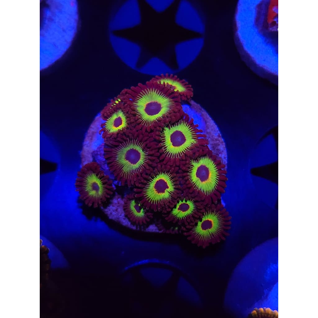 Bob Marley Zoanthid Frag WYSIWYG!