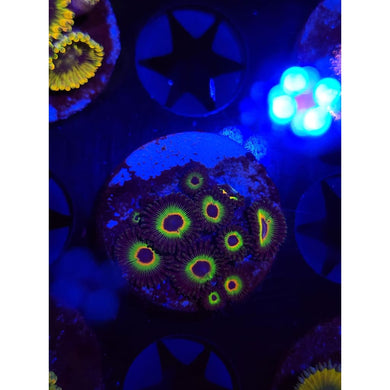 Bob Marley Zoanthid Frag WYSIWYG!
