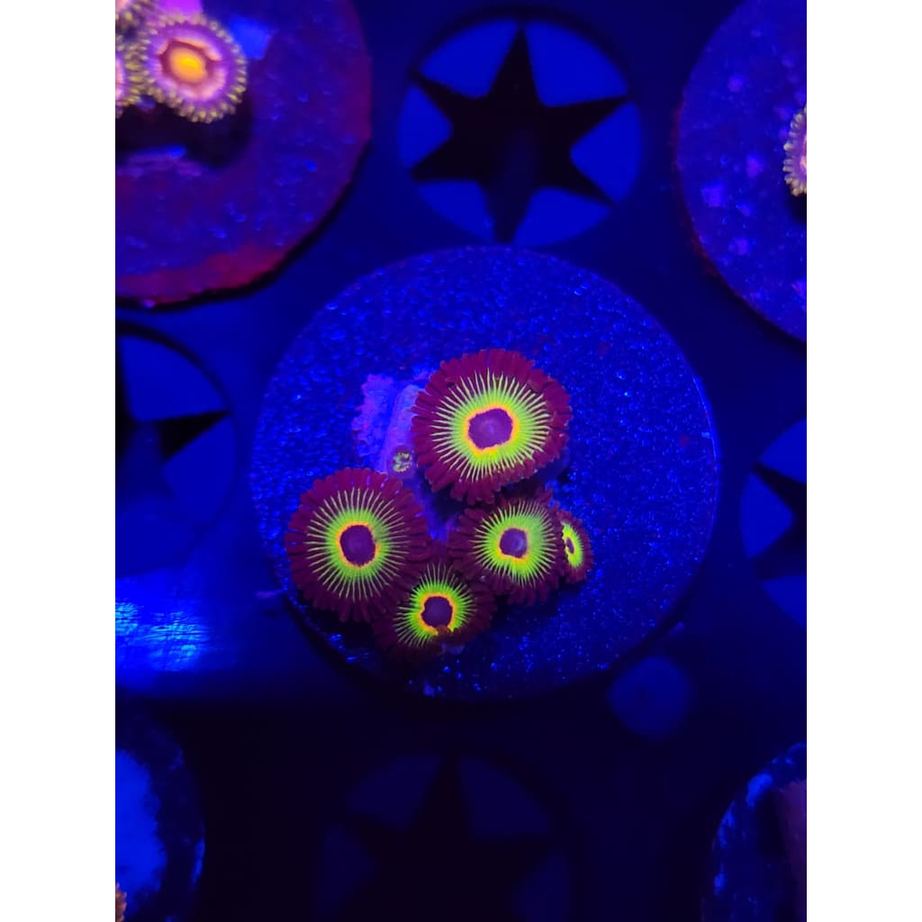 Bob Marley Zoanthid Frag WYSIWYG!