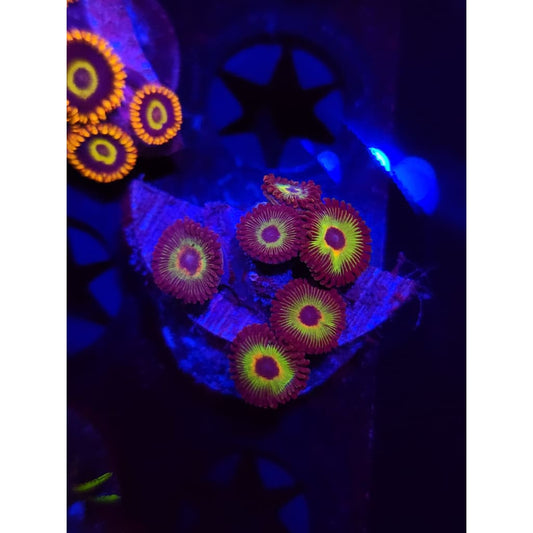 Bob Marley Zoanthid Frag WYSIWYG!