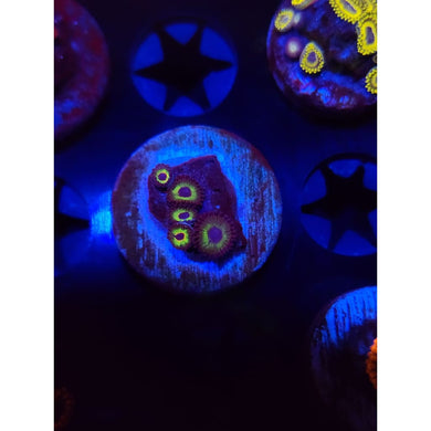Bob Marley Zoanthid Frag WYSIWYG!