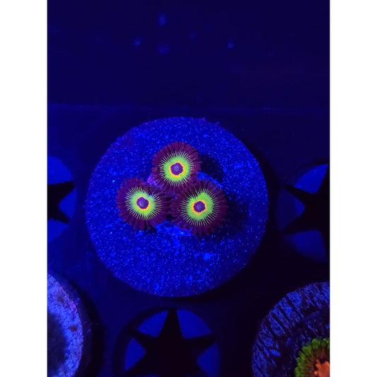 Bob Marley Zoanthid Frag WYSIWYG!