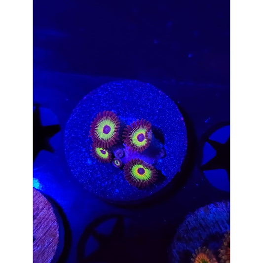 Bob Marley Zoanthid Frag WYSIWYG!