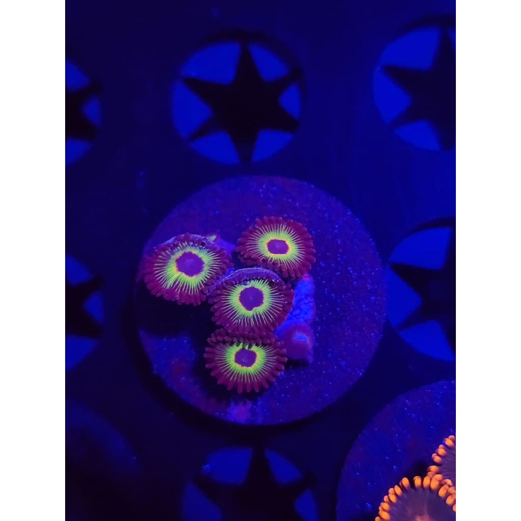 Bob Marley Zoanthid Frag WYSIWYG!