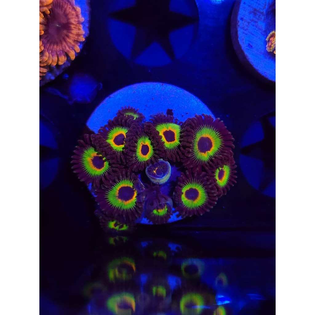 Bob Marley Zoanthid Frag WYSIWYG!