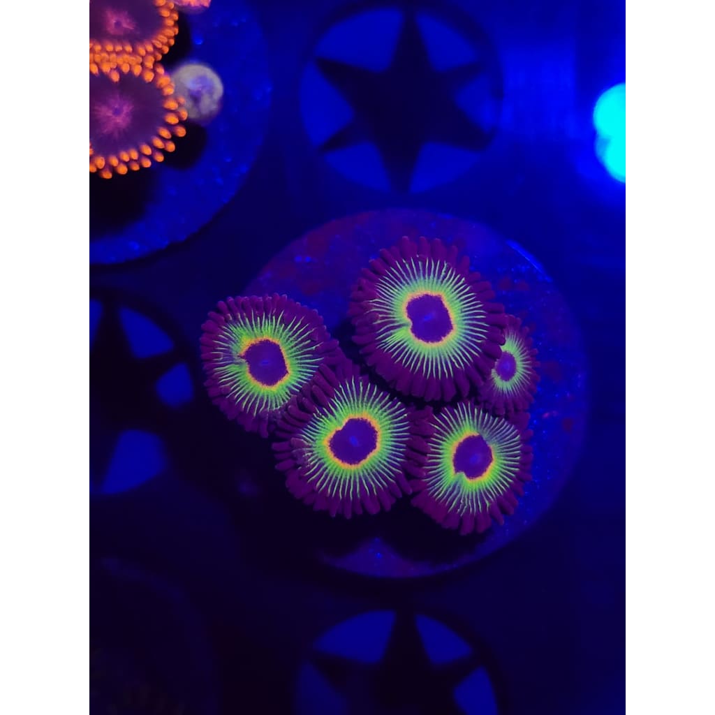 Bob Marley Zoanthid Frag WYSIWYG!