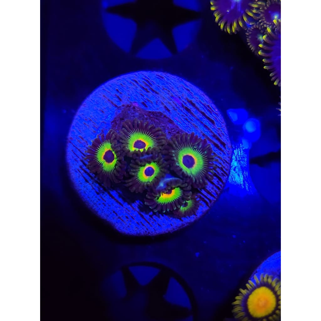 Bob Marley Zoanthid Frag WYSIWYG!