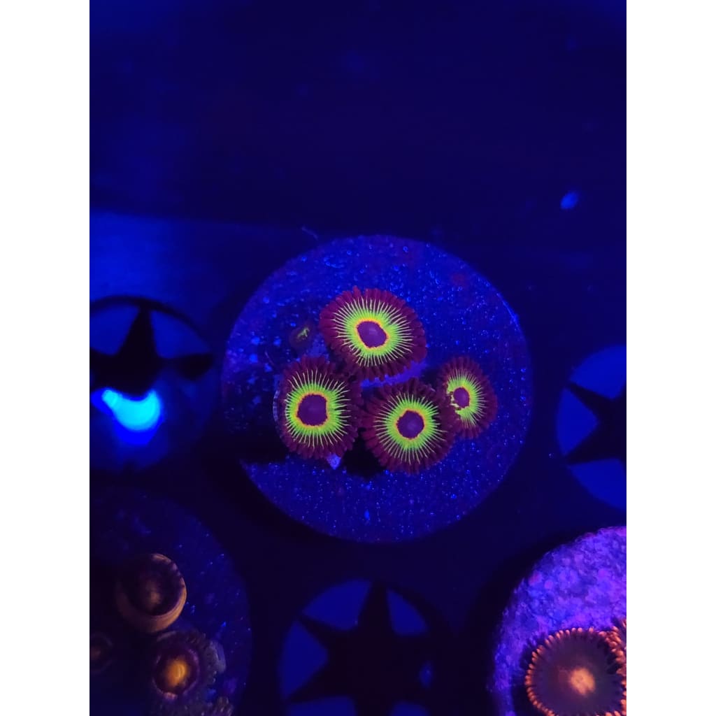 Bob Marley Zoanthid Frag WYSIWYG!
