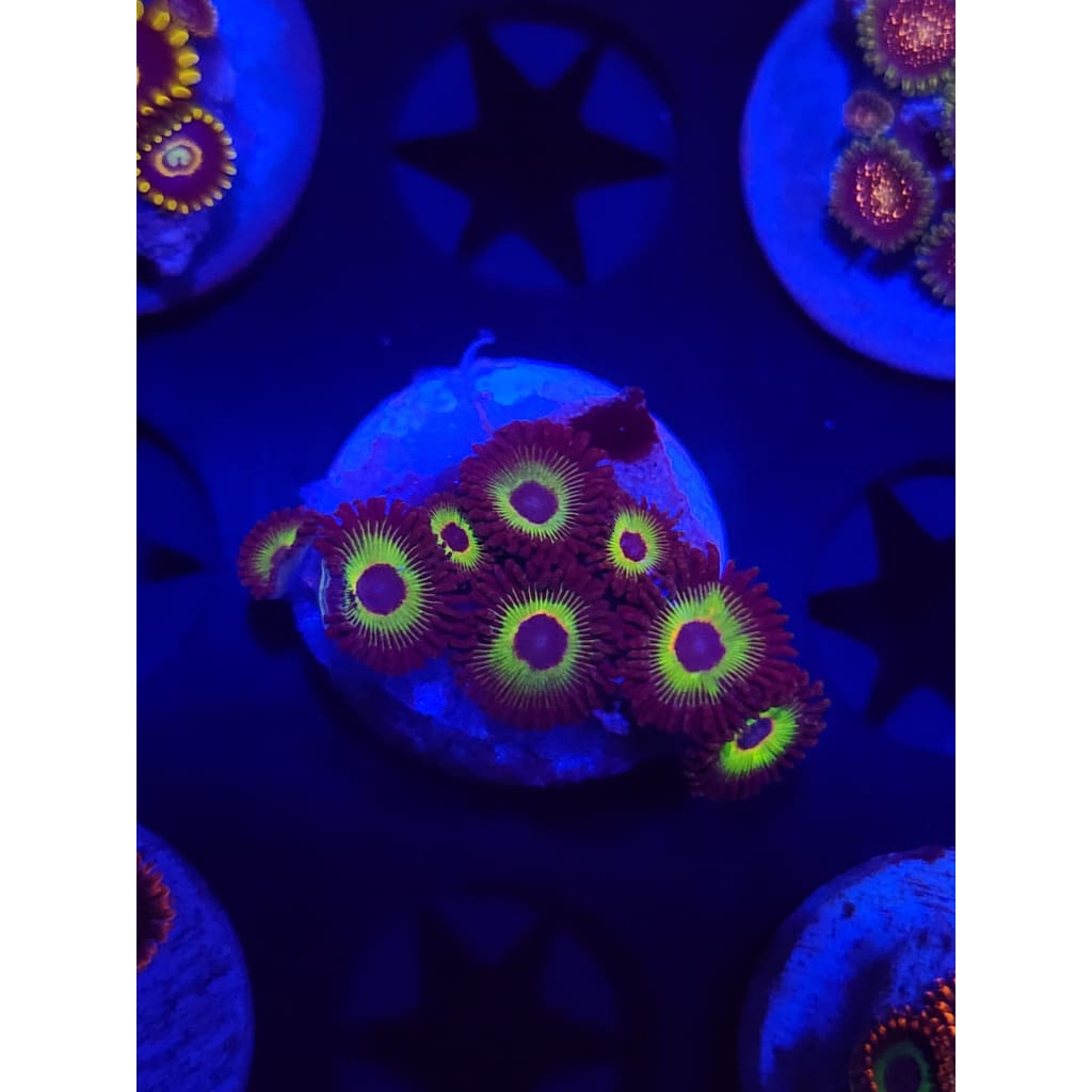 Bob Marley Zoanthid Frag WYSIWYG!