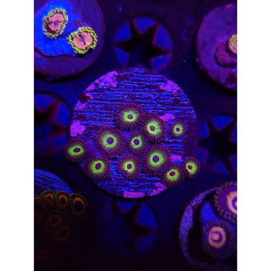 Bob Marley Zoanthid Frag WYSIWYG!