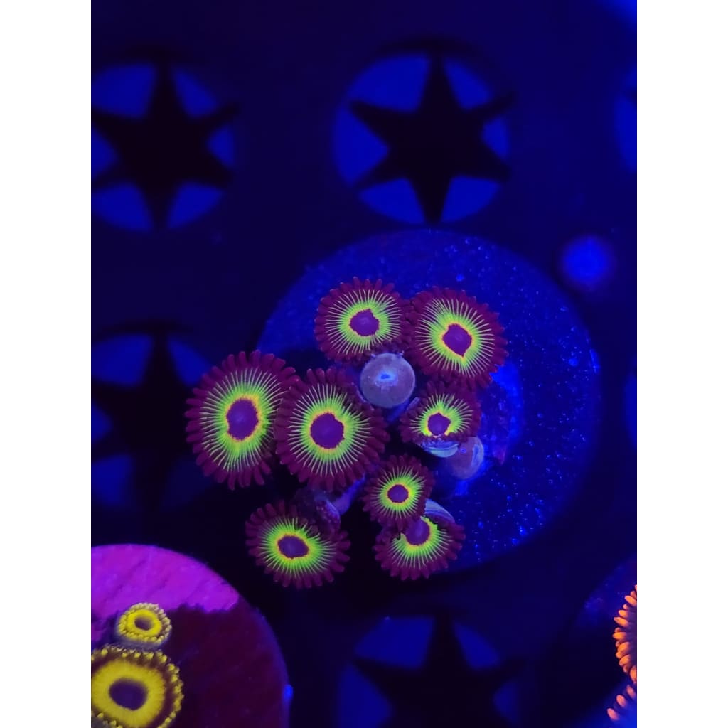 Bob Marley Zoanthid Frag WYSIWYG!