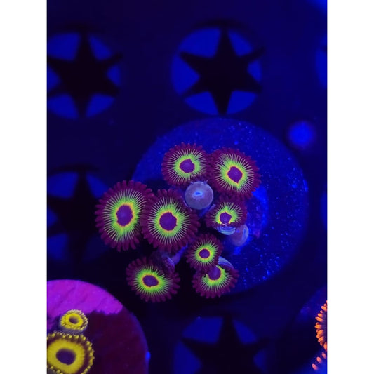 Bob Marley Zoanthid Frag WYSIWYG!