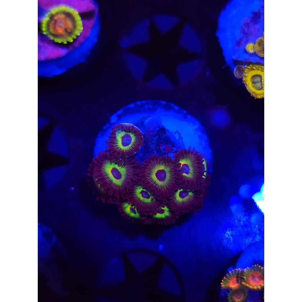Bob Marley Zoanthid Frag WYSIWYG!