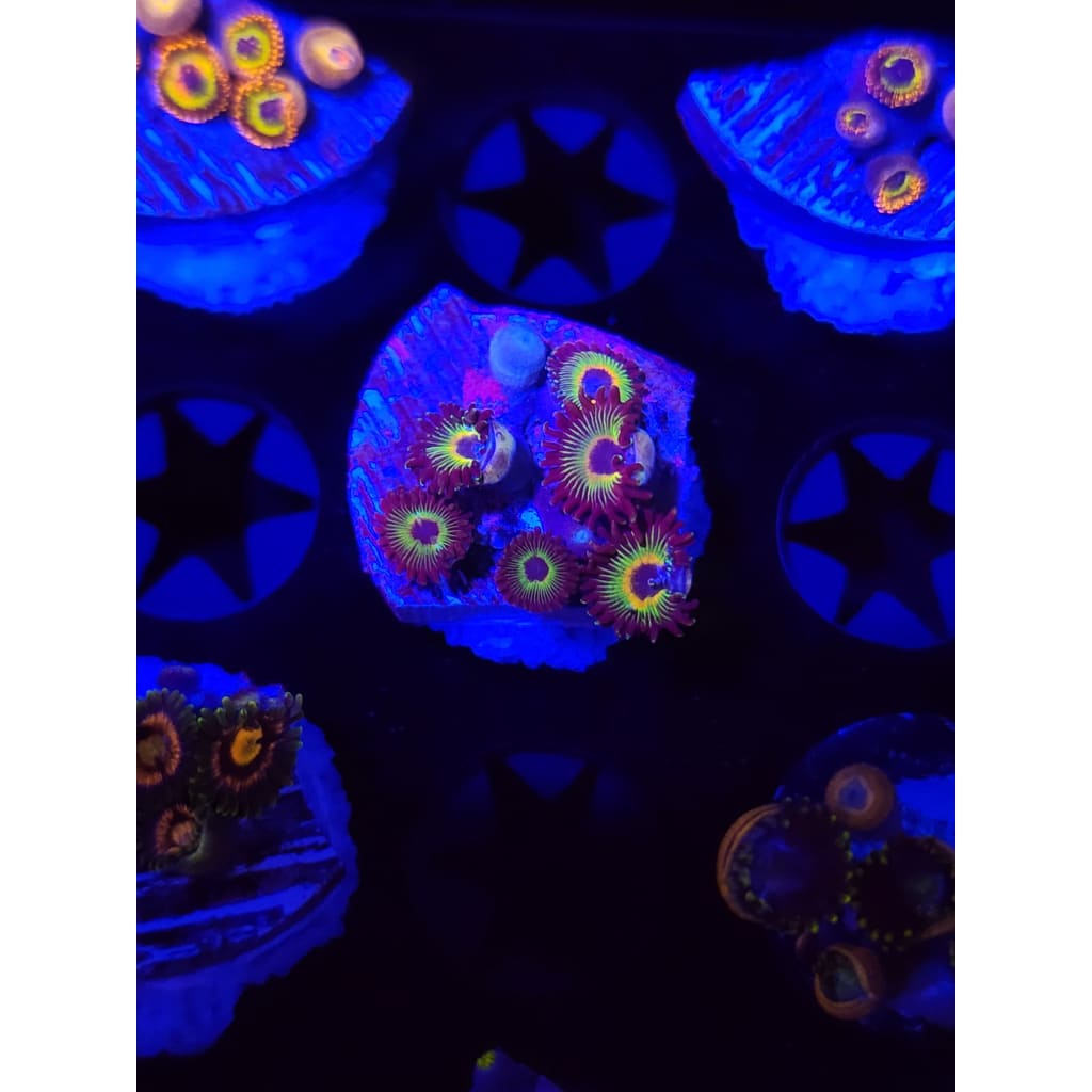 Bob Marley Zoanthid Frag WYSIWYG!