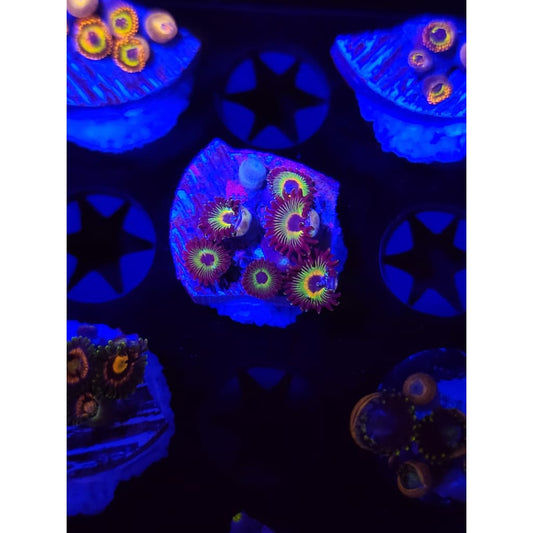 Bob Marley Zoanthid Frag WYSIWYG!