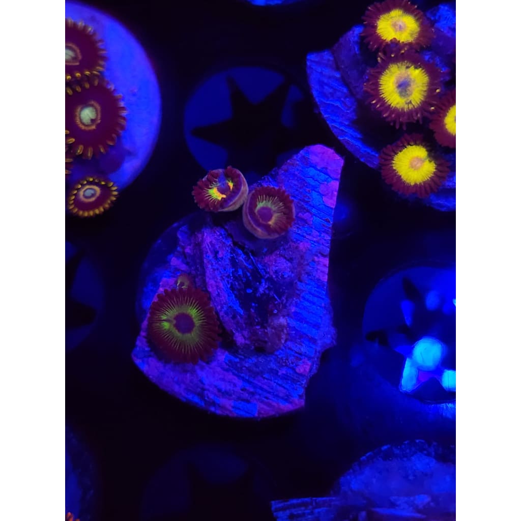Bob Marley Zoanthid Frag WYSIWYG!