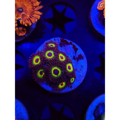 Bob Marley Zoanthid Frag WYSIWYG!