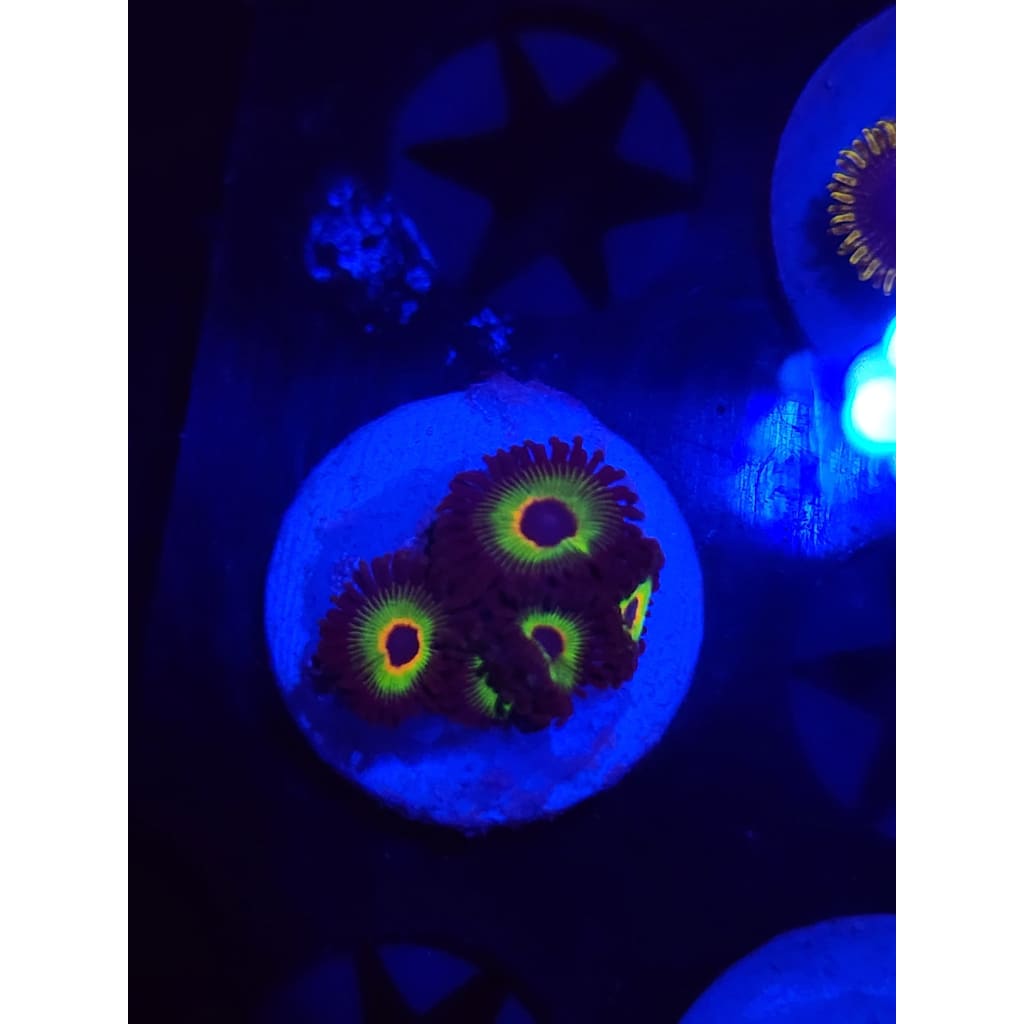 Bob Marley Zoanthid Frag WYSIYWG!