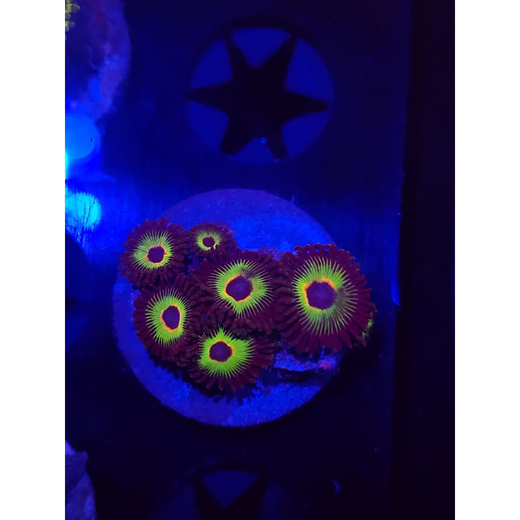 Bob Marley Zoanthid Frag WYSIYWG!