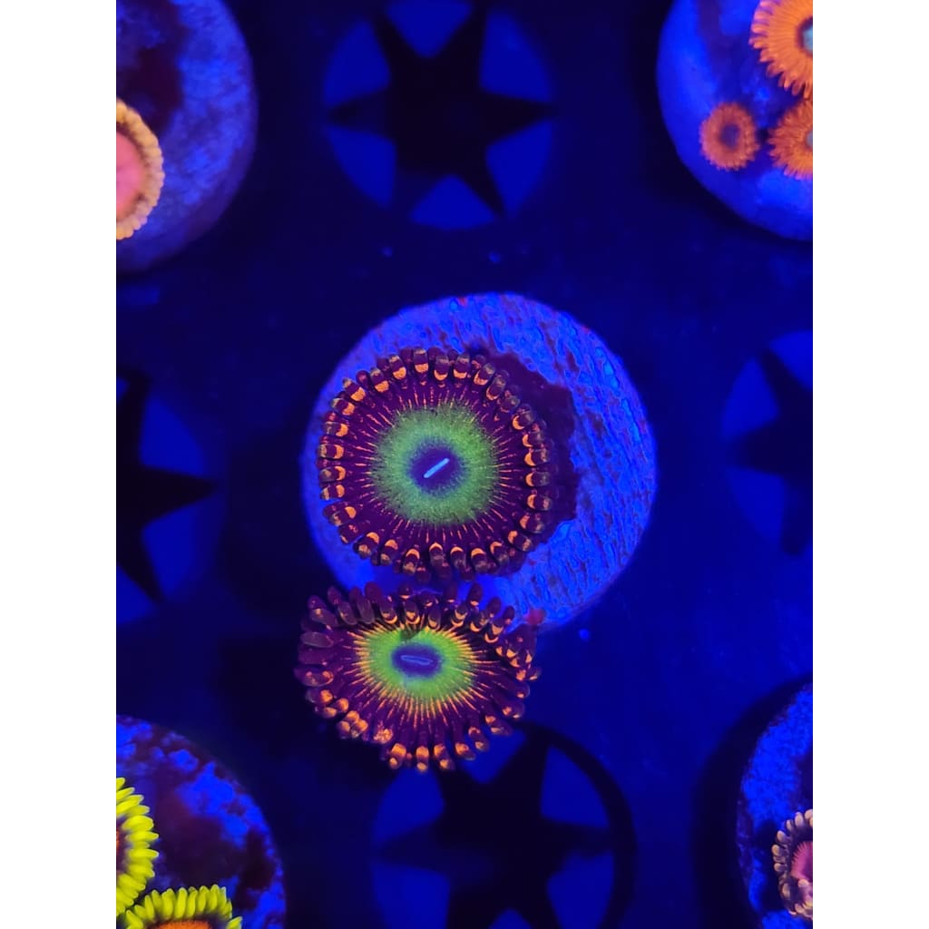 Bowzer Zoanthid Frag WYSIWYG!