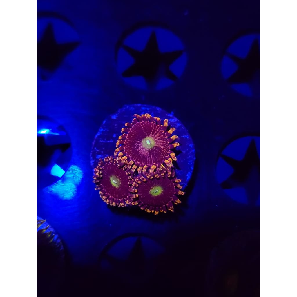 Bozo Birthday Zoanthid Frag WYSIWYG!